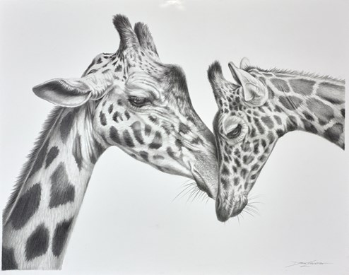 Giraffe Love by Darryn Eggleton - Original Drawing on Mounted Paper